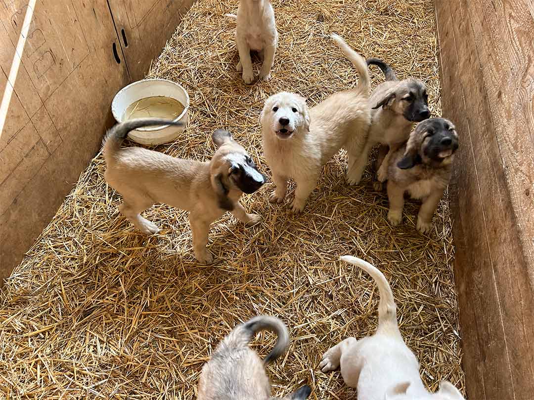 Vétik Provence, élevage de chien