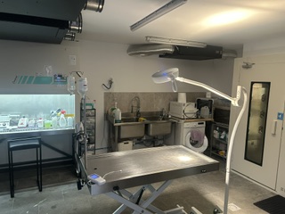 Salle de chirurgie pour le transfert embryonnaire sur brebis